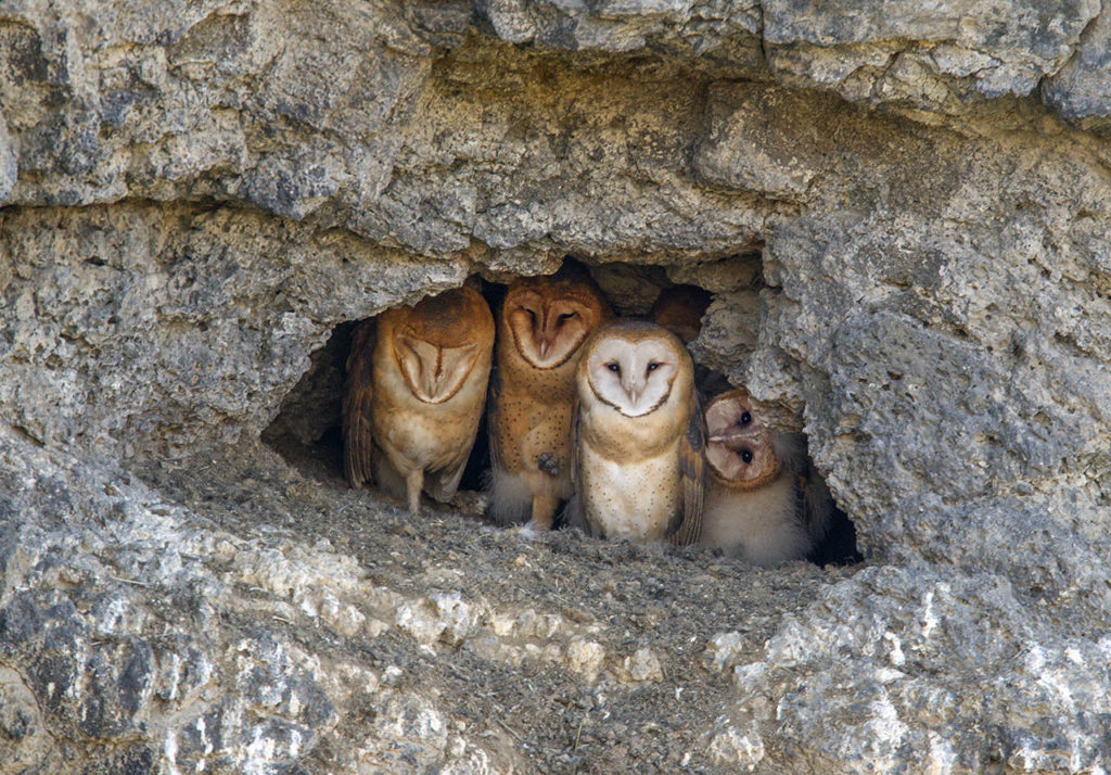 A family of Barn Owls peer from the entrance of their nest in a cliff-side cave. (Paul Bannick)
