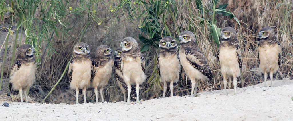 Nine juvenile Burrowing Owls engage one another outside of their burrow. (Paul Bannick)
