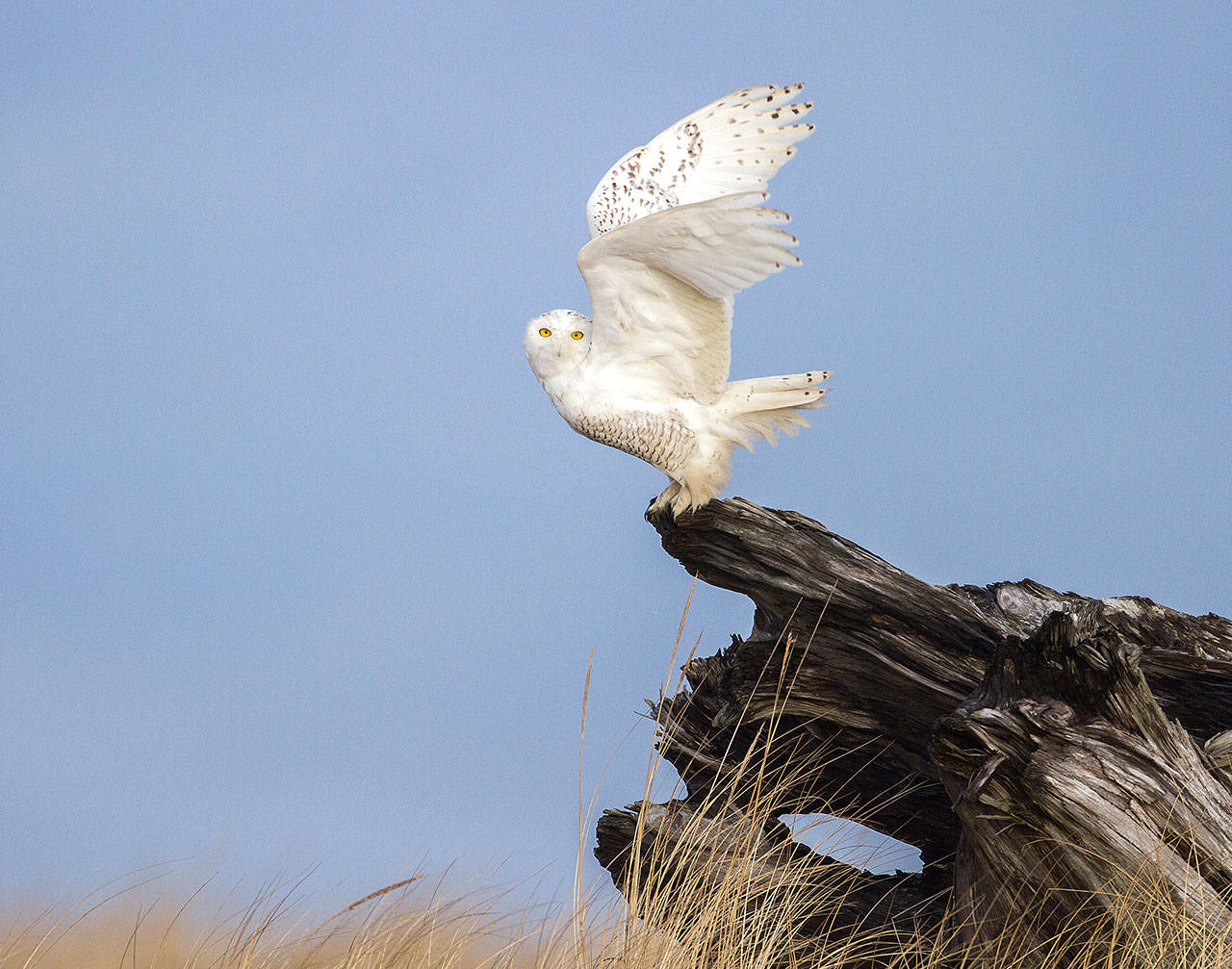 How to find owls in Washington