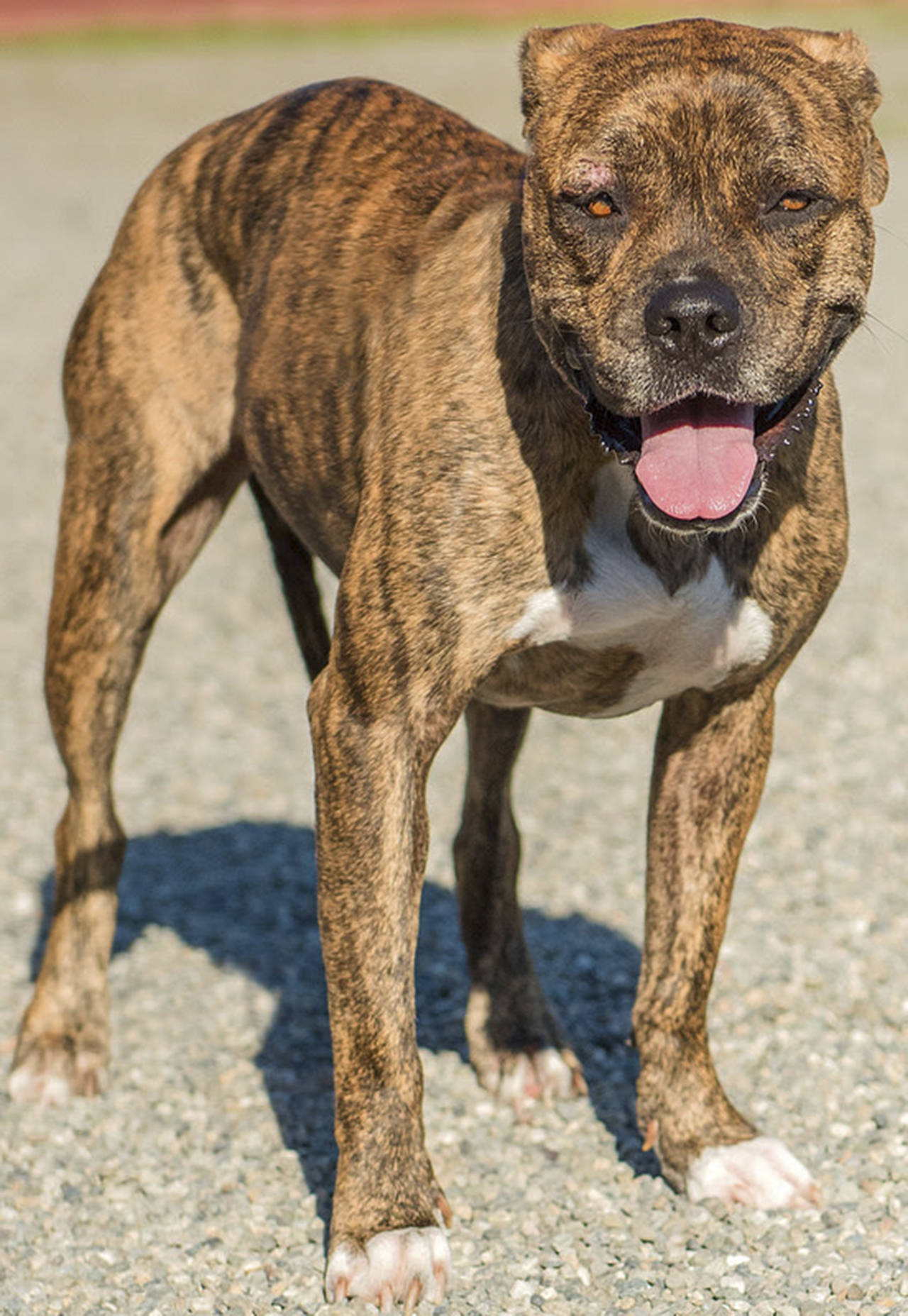 Bear is very unique looking dog! He has a very endearing under-bite that makes him look very silly. This shy guy has lived with children and done well as long as they are gentle with him. Bear lived with another dog successfully for a couple of years until a fight broke out. At this time he will need to be the only pet in the home. (Curt Story/Everett Animal Shelter)
