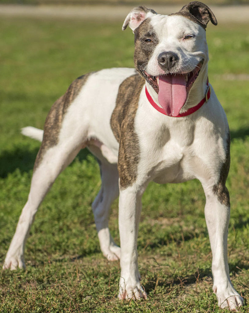 Dodger is a super active young dog. He will need a home that will provide plenty of daily exercise and he would make a great running partner! Dodger is a bit bossy with other dogs but may do OK with a submissive female. He will need a meet-and-greet with any resident canines. Dodger will need secure confinement when left alone as he is quite adventurous. We are unsure how he will do with cats but are requiring a feline free home at this time. (Curt Story/Everett Animal Shelter)
