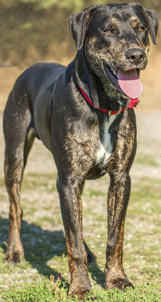 Winston is our wild child! He is super active with a heart of gold. This guy is in need of training and plenty of daily exercise and activities. He is not suited for any type of apartment living — he would not be happy and neither would his neighbors. He has done OK with other dogs here but will need a meet-and-greet. Winston is sure to chase cats so he will need a feline-free home. He does not realize how big he is and will knock small children over in all his exuberance! (Curt Story/Everett Animal Shelter)
