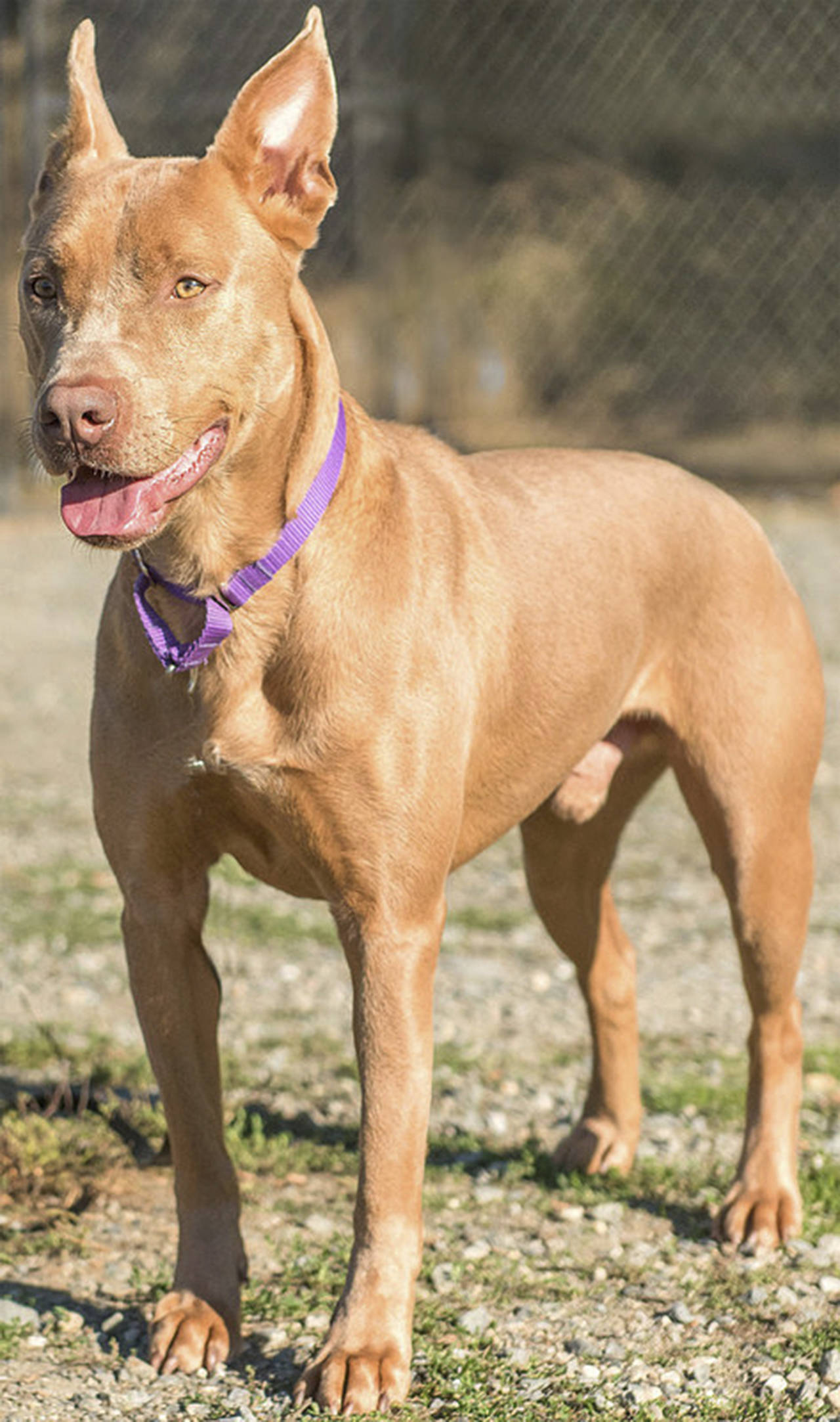 Trey is a very active young dog. Once you get his attention he knows sit, shake, lay down and stay. He will make an excellent running or hiking buddy. Trey will need a feline free home and a meet-and-greet with any resident dogs. Any children in the home should be over 10 years old. Trey is much too active for apartment living. (Curt Story/Everett Animal Shelter)