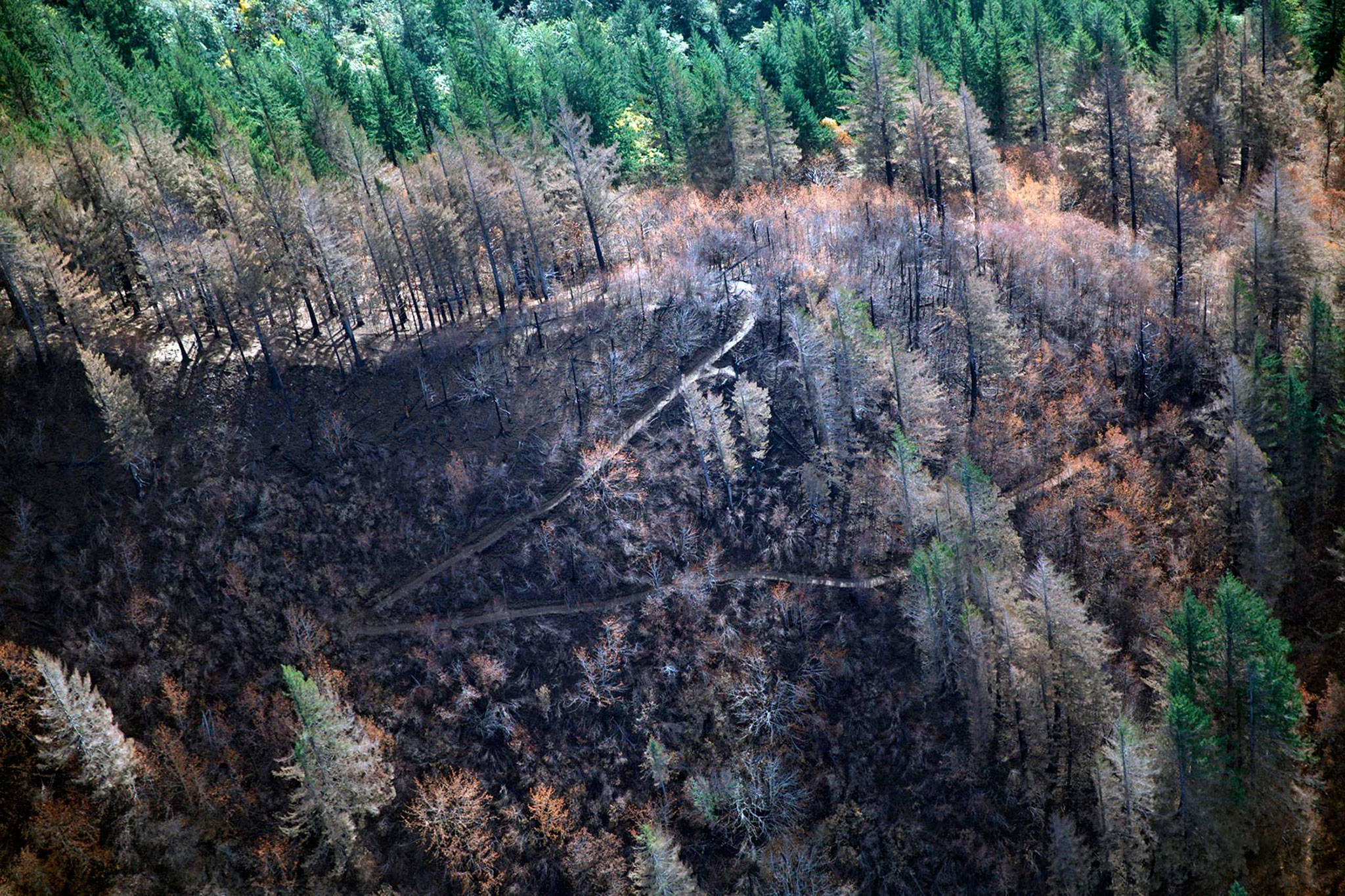 The Columbia River Gorge near Cascade Locks, Oregon, as seen from a helicopter more than a month after the Eagle Creek fire erupted. (Mark Graves/The Oregonian via AP)