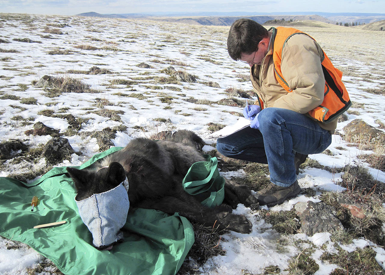 In this Feb. 2015 photo, an ODFW biologist is in the process of collaring wolf OR-33, a 2-year-old adult male from the Imnaha pack, in Oregon’s Wallowa County. (Oregon Department of Fish and Wildlife via AP)
