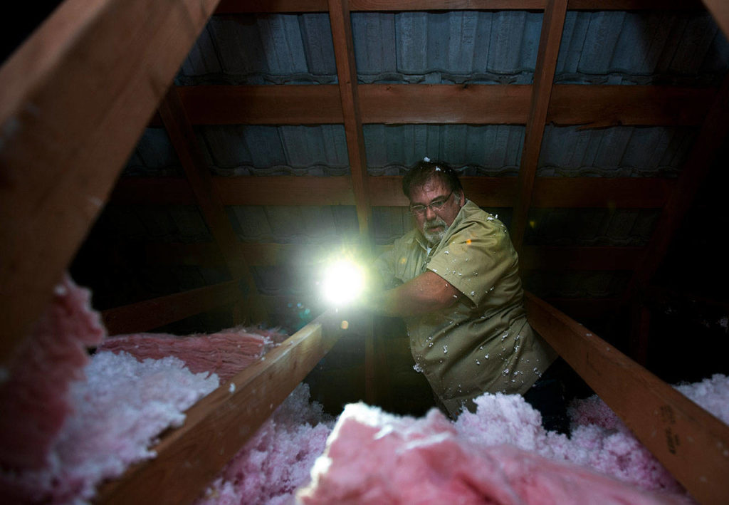 Don Thomas climbs through deep insulation to install new wiring for a ceiling fan at a southeast Everett home. (Andy Bronson / The Herald)

