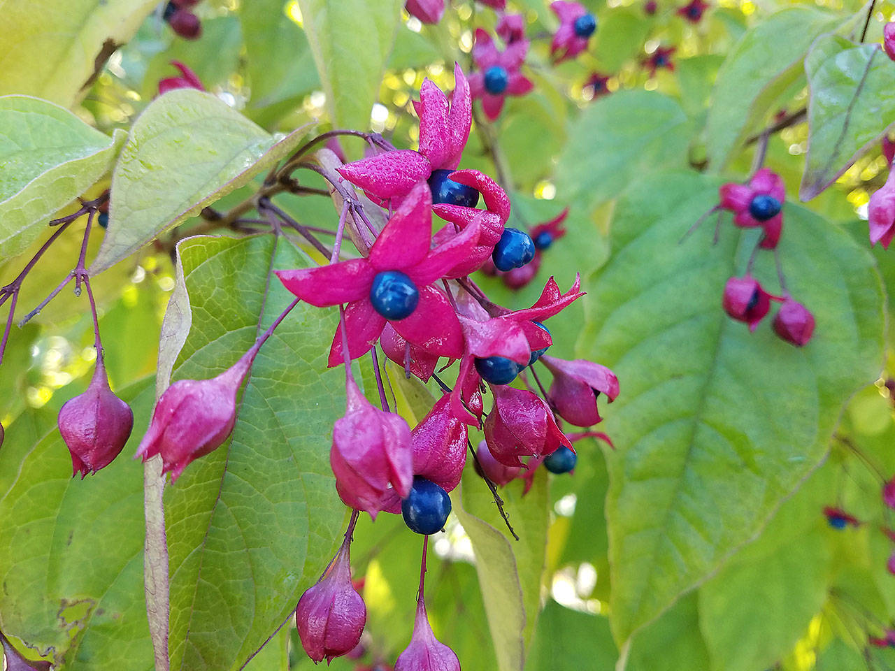 Harlequin glorybower’s blue berries in autumn are accented by bright, pinkish-red calyxes. (Sandra Schumacher)