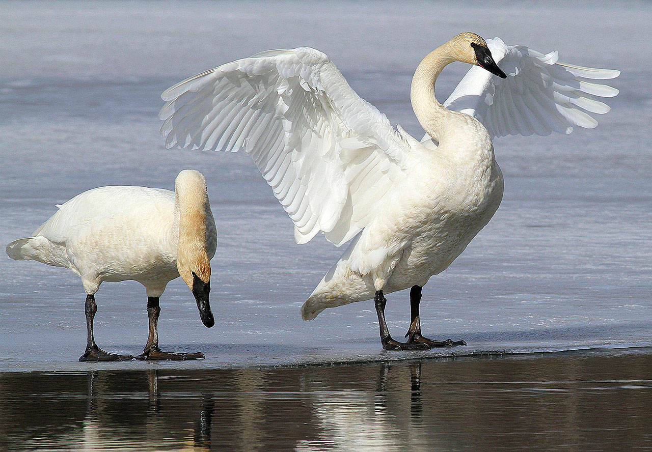 A pair of trumpeter swans stretch and preen on ice along a channel of open water at Westchester Lagoon in Anchorage, Alaska, in 2015. (AP Photo/Dan Joling)
