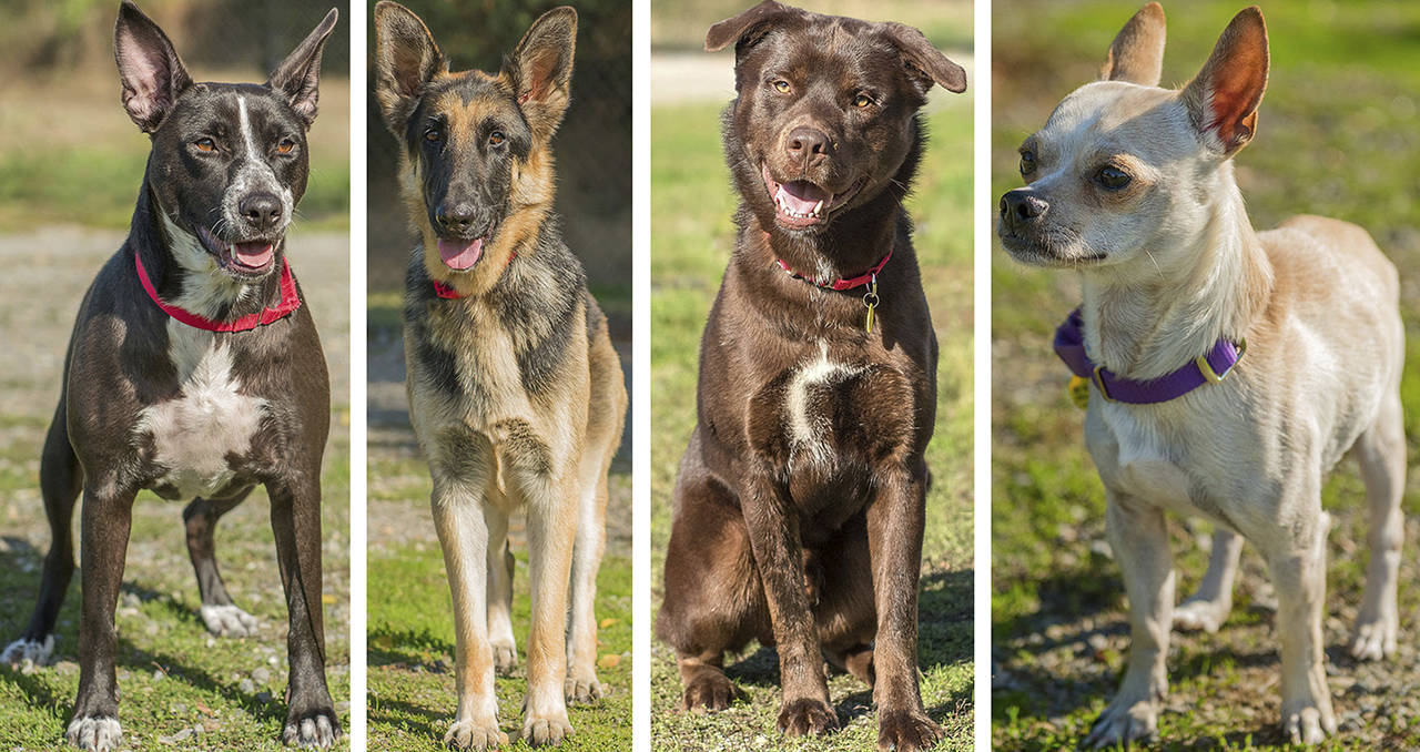 (L-R) Lola, Sadie, Scooter and Chance (Curt Story/Everett Animal Shelter)