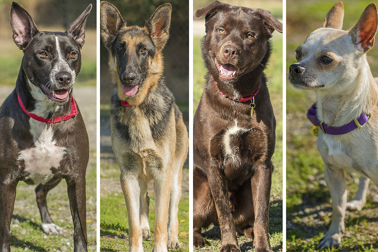 Fur & Feathers: 4 lovable dogs need homes