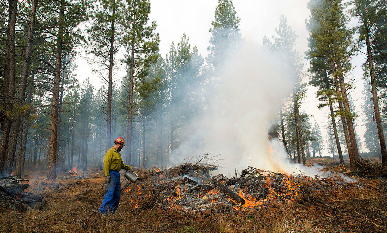 A worker burns a pile of collected undergrowth in the Deschutes National Forest in central Oregon on Nov. 7, 2013. The thinning of forests in central Oregon has saved homes amid one of the most devastating wildfire seasons in the American West. (Alexandra Steinmetz/Deschutes Collaborative Forest Project via AP)