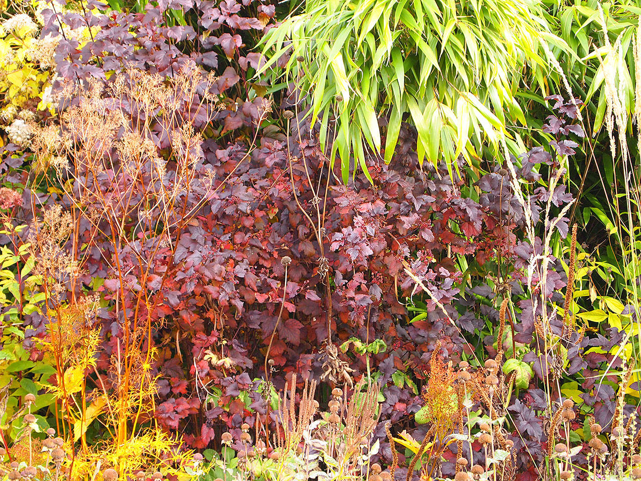 The dark purple foliage of the “Diabolo” ninebark combines well with ornamental grasses and golden- or silver- variegated plants. (Richie Steffen)