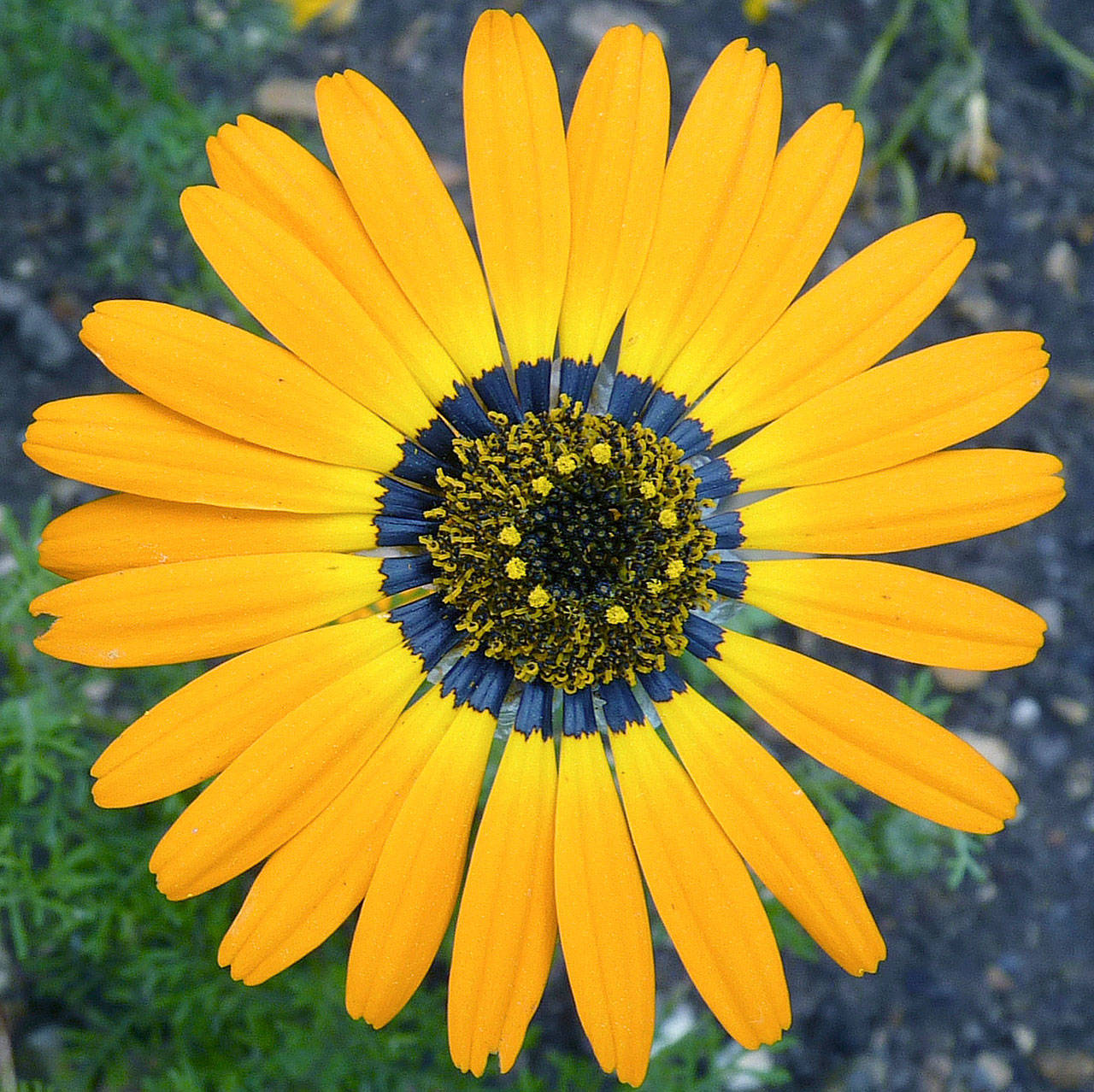 This 2011 photo provided by Edwige Moyroud shows an Ursinia speciosa flower. The region at the base of the petals contains a dark pigment but appears blue at certain angles due to an optical effect on the surface of the cells. The color makes flowers more visible to the bees. (Edwige Moyroud)