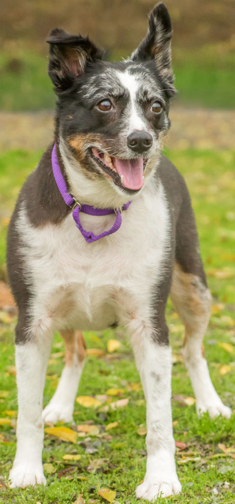 Sheba is a super cute dog looking for a home without any other animals. She is house-trained and loves going for walks. Sheba has lived with children and did OK. She know some tricks and will do really well in a calm, predictable home. (Curt Story/Everett Animal Shelter)
