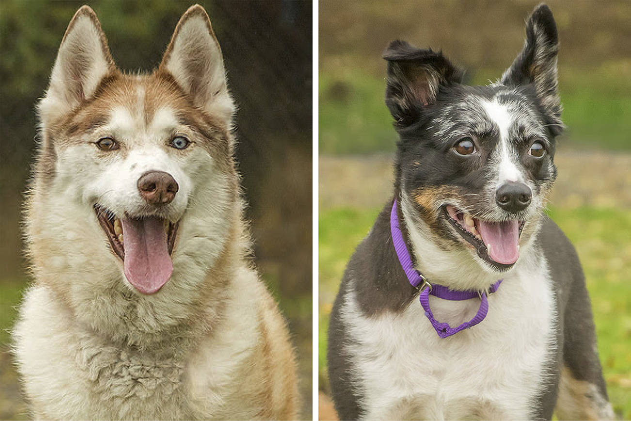 Fur & Feathers with 2 lovable dogs