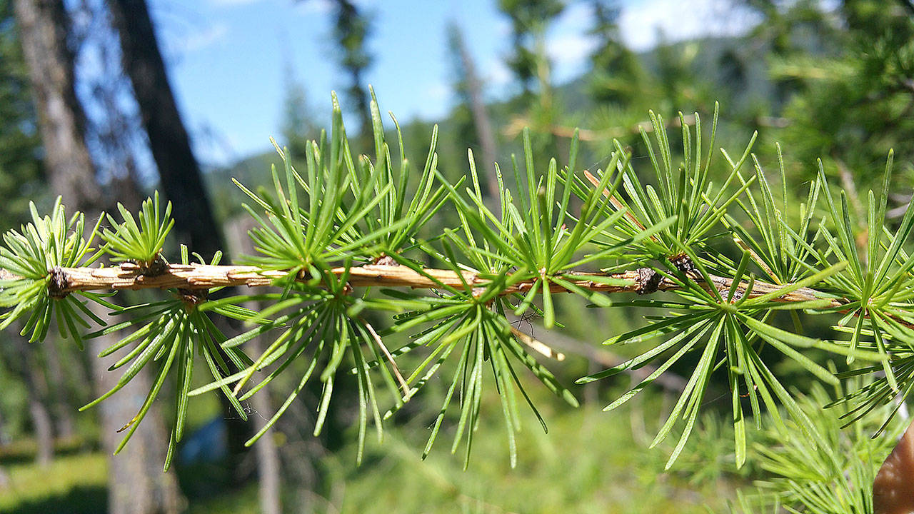 Larch needles grow in small clumps. In the fall, they turn a brilliant gold before falling off for the winter. (Photo by Megan Kirkpatrick)