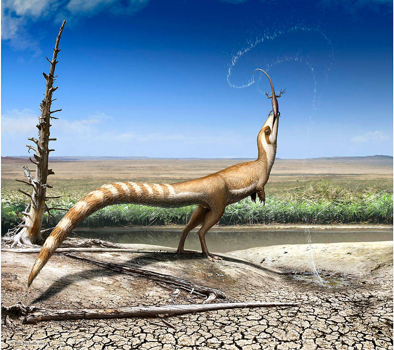 An artist’s interpretation of Sinosauropteryx and the open habitat in which it lived 130 million years ago in the Early Cretaceous. (Robert Nicholls)