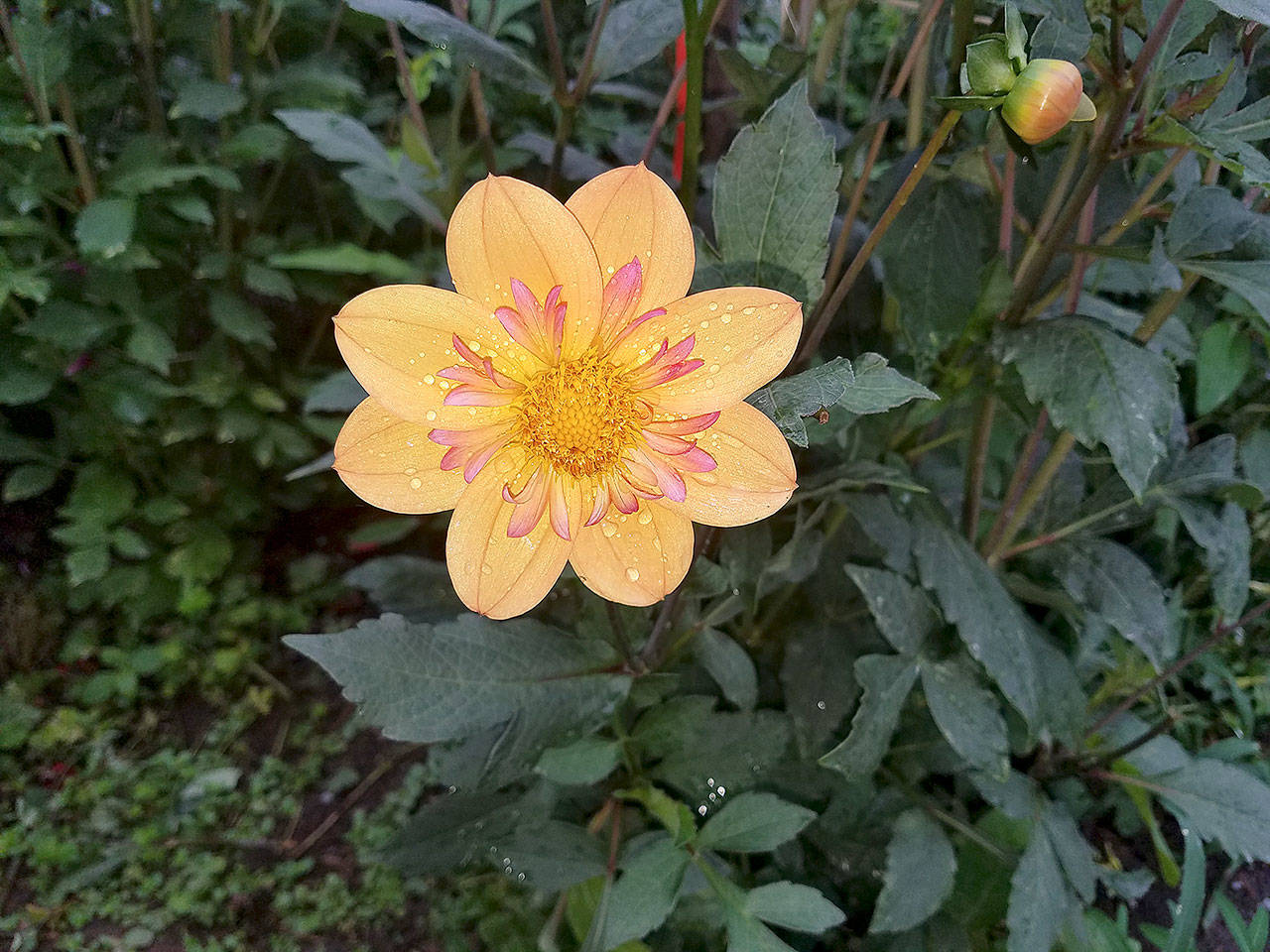 The American Dahlia Society classifies the “Kelsey Annie Joy” dahlia as an orange collarette. (Sandra Schumacher)