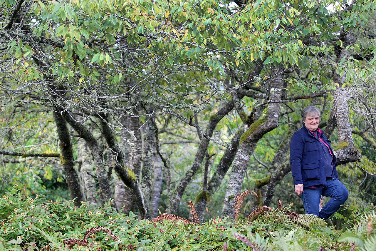 In this Oct. 11 photo, Terri Jones, a Navy forester at Naval Base Kitsap/Bangor, moves through the old orchard located on the base. (Larry Steagall/Kitsap Sun via AP)