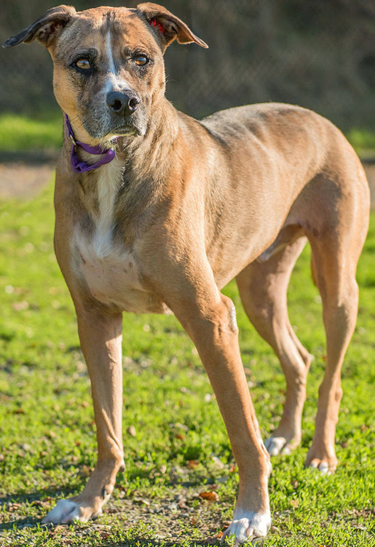 Barry is here looking for his new understanding home. His behavior needs are many and he just wants a person to call his own. Barry does not like other animals so will need to be the king of his castle. He also does not appreciate children and this would include any visiting youngsters. Barry will go with you most places as he does not like to be left alone. With all of this Barry has quickly become a volunteer favorite and has been very well behaved while here. (Curt Story/Everett Animal Shelter)
