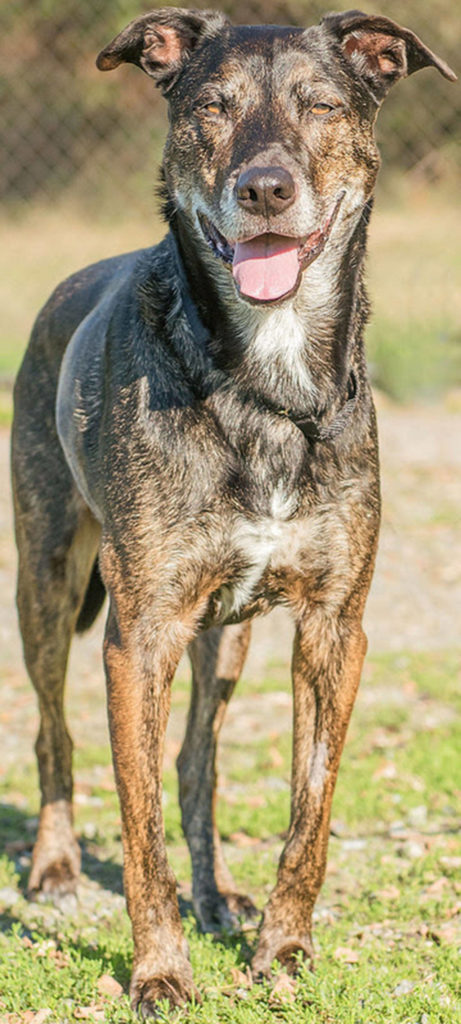 Mason is a loyal guy looking for a forever home. He loves to go for walks and be with his people. He will need a meet-and-greet with any resident canines. Any children in the home MUST be over 13 years old and able to give him his space. He knows several commands and loves to go for car rides. Mason has shown some signs of separation anxiety while at the shelter. He chews on the kennel door and injured his tooth. He cannot be housed in chain link fencing, wire crates or anything similar. He may chew household items if left alone so his new family will need to have a plan in place to handle this issue. (Curt Story/Everett Animal Shelter)
