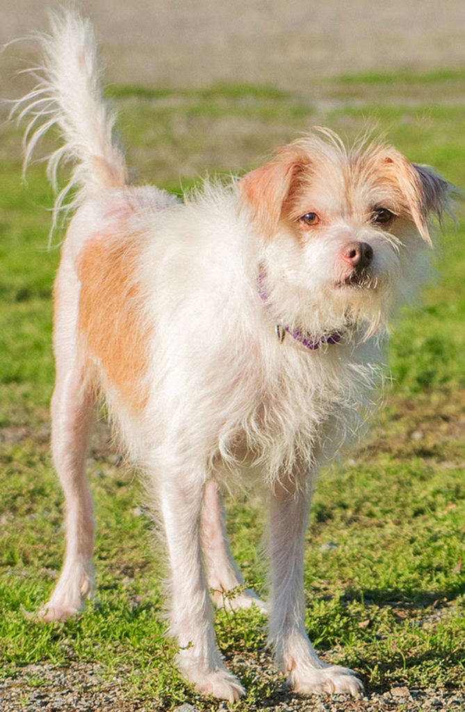 Noel is all terrier! He is very tenacious and opinionated and a love when things go his way. He came to us with a skin infection but has recovered nicely. He will need an adult home that is free of felines. Noel is selective of his doggy friends so will need a meet-and-greet. He needs time to adjust to new situation and a patient owner with terrier experience. (Curt Story/Everett Animal Shelter)
