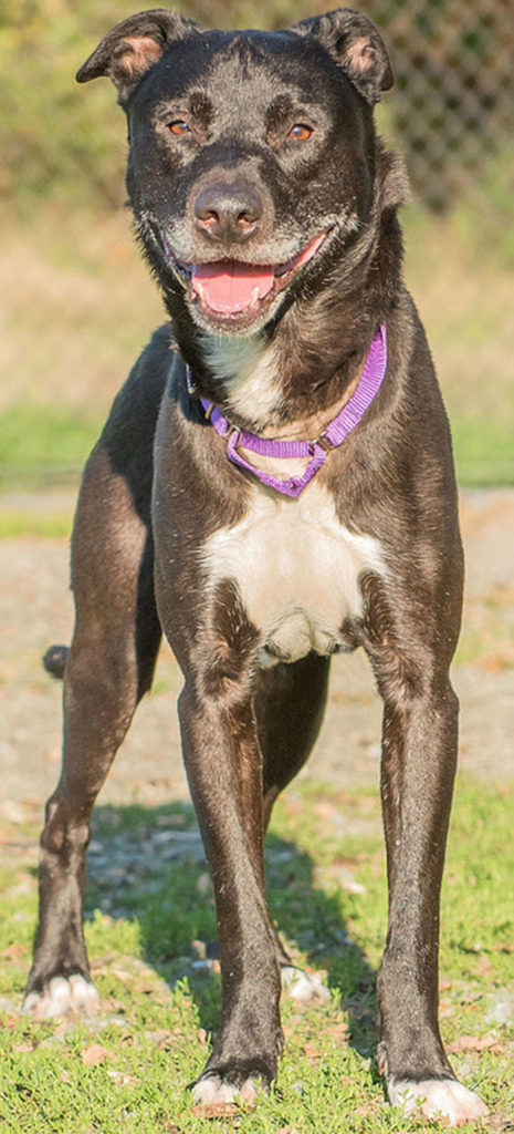 Rocky is a cool guy looking for an active forever home. He will need a meet-and-greet with any resident canines and may chase cats. Any children in the home should be over 7 years old and be able to respect his space. (Curt Story/Everett Animal Shelter)
