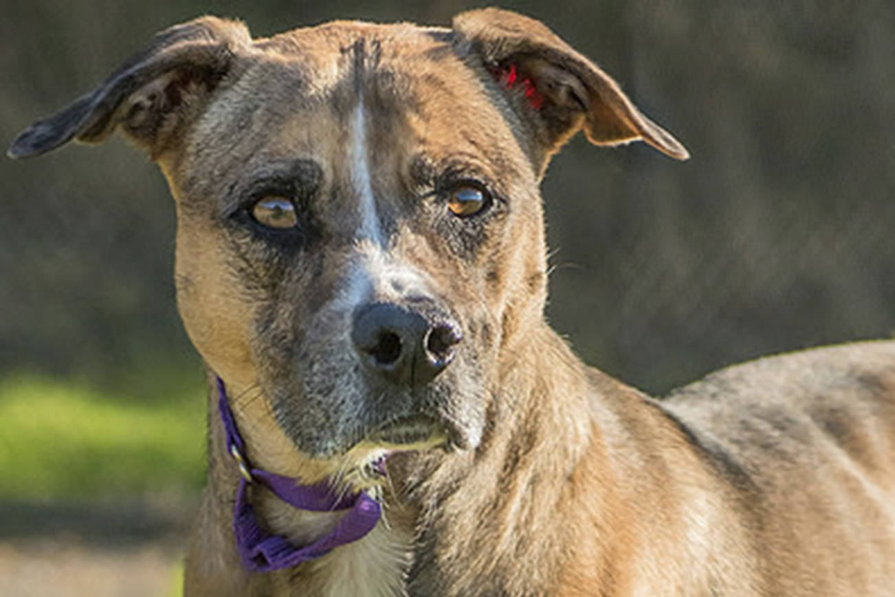 Fur & Feathers: 5 dogs in search of a home