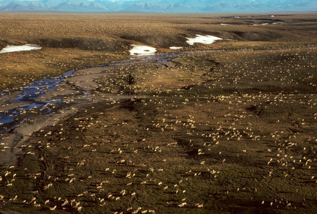 This undated aerial photo shows a herd of caribou on the Arctic National Wildlife Refuge in northeast Alaska. (U.S. Fish and Wildlife Service via AP)