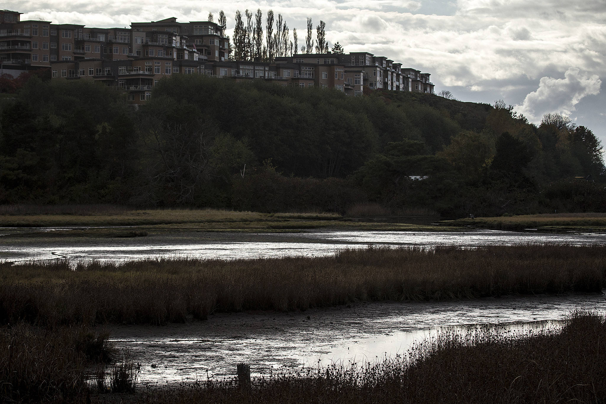 Edmond City Council members want to analyze any issues that might be affecting the health of the 28-acre Edmonds Marsh. (Ian Terry / The Herald)