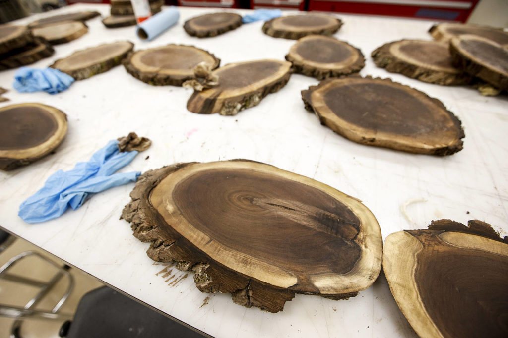 Stained cuts of wood from a walnut tree are seen at Snohomish High School on Thursday, Nov. 2. (Ian Terry / The Herald)
