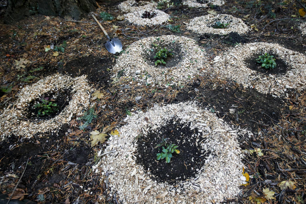 Indigenous plants are seen after being planted by volunteers as part of Green Everett Day at Forest Park on Saturday, Oct. 28. (Ian Terry / The Herald)
