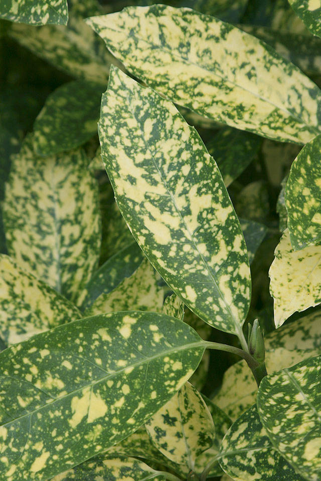 “Mr. Goldstrike” variegated Japanese aucuba has year-round bold, gold splashed foliage. (Richie Steffen)