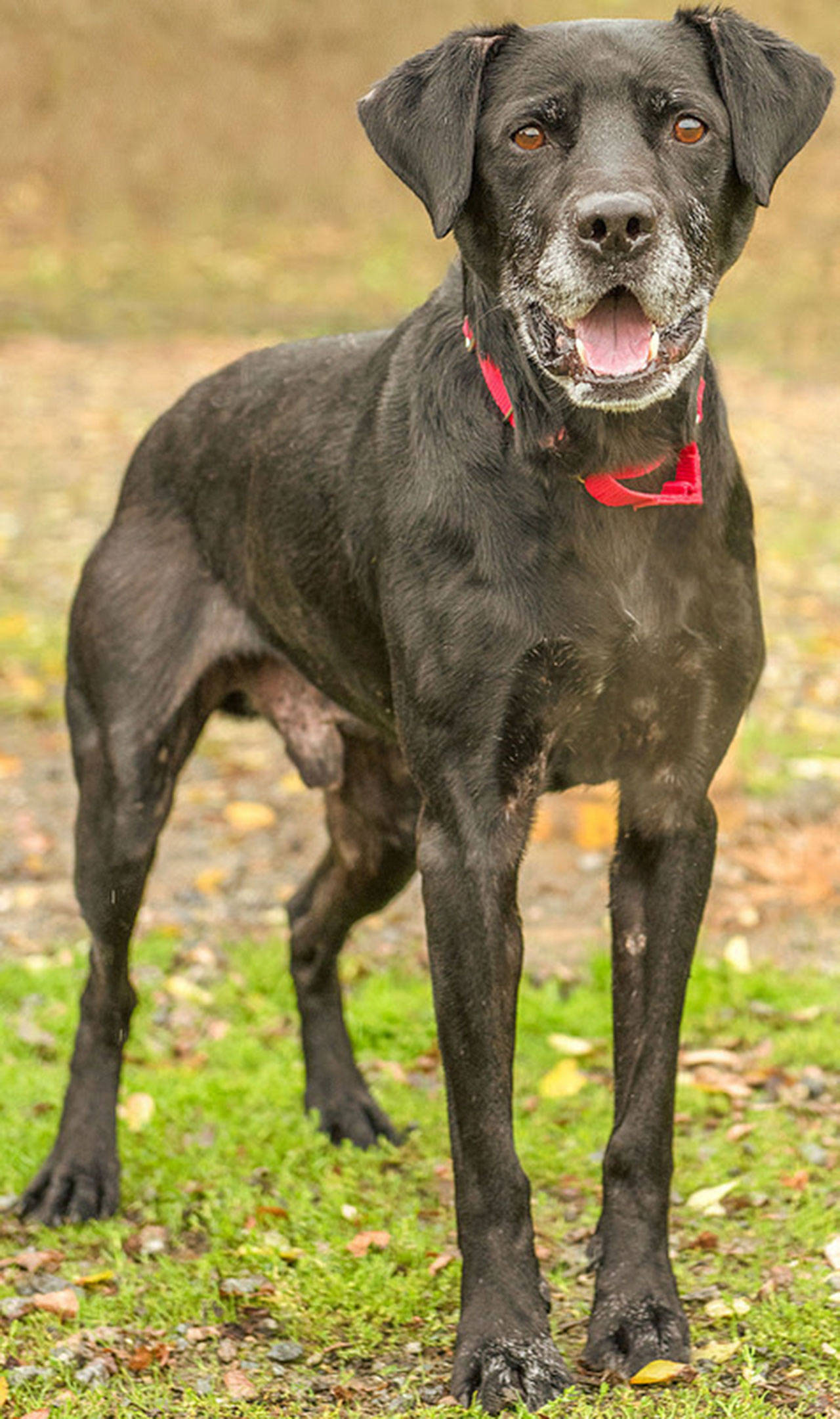 Charlie is an active guy, looking for a home that will be willing to do some additional training. Charlie has never lived with children, so any kids in the household must be 12 and older. He will most likely chase cats, so a cat-free household is advised, and a meet-and-greet with any resident dogs is necessary. Overall, Charlie will do the best in an active home that will provide him the exercise he needs. (Curt Story/Everett Animal Shelter)