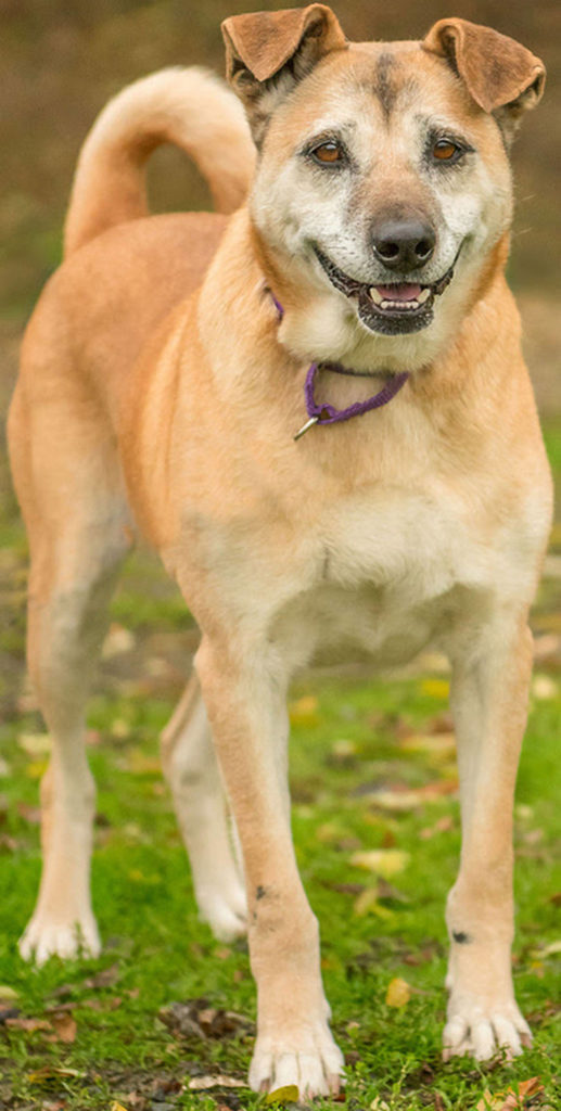 Gish is an active young senior looking for a new home. She has lived with another dog and done well. She will need a feline-free home and plenty of daily activities to keep her happy and healthy. Gish will need secure confinement when left alone, because she likes to take off on little adventures. (Curt Story/Everett Animal Shelter)
