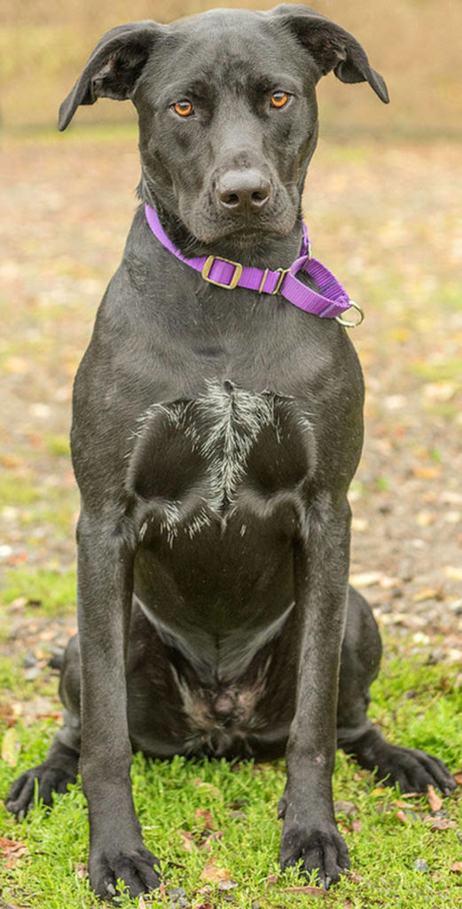 Willy is a wonderful family dog who is going to require a lot of exercise — if he doesn’t get enough he gets bored and will chew on things! Willy gets along with other dogs (but will need a meet-and-greet) and has lived with cats (with proper introductions). Willy would be great with kids 7 and up. (Curt Story/Everett Animal Shelter)
