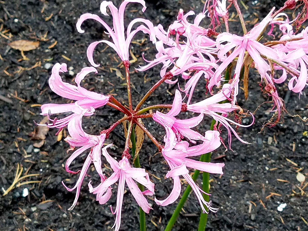 Nerines resemble lilies, but are actually members of the amaryllis family. (Sandra Schumacher photo)