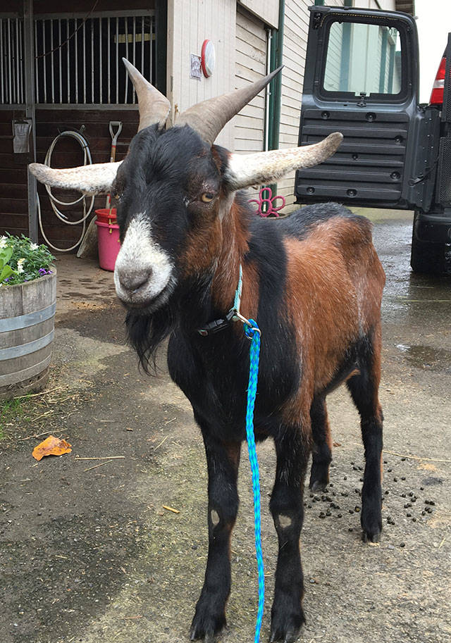 Inhumanely castrated goat, found near Arlington; owner sought