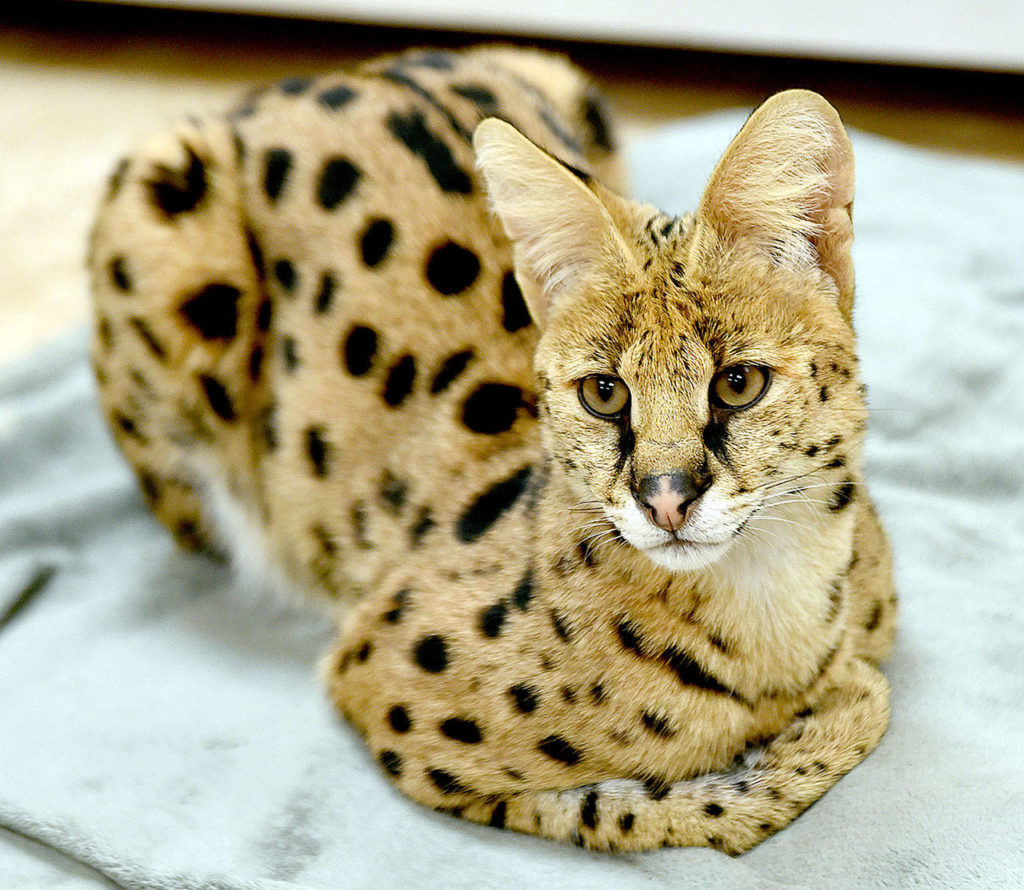 An African serval cat rescued from the streets of Reading, Pennsylvania, by the Animal Rescue League of Berks County. ( Tim Leedy/Reading Eagle via AP)

