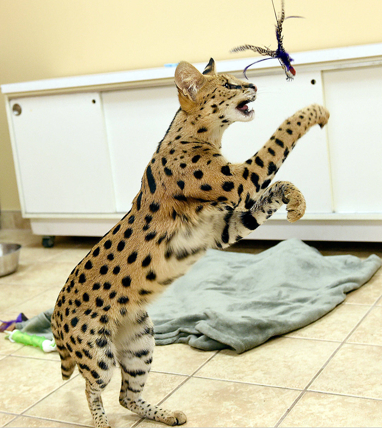 An African serval cat rescued from the streets of Reading, Pennsylvania, by the Animal Rescue League of Berks County. ( Tim Leedy/Reading Eagle via AP)