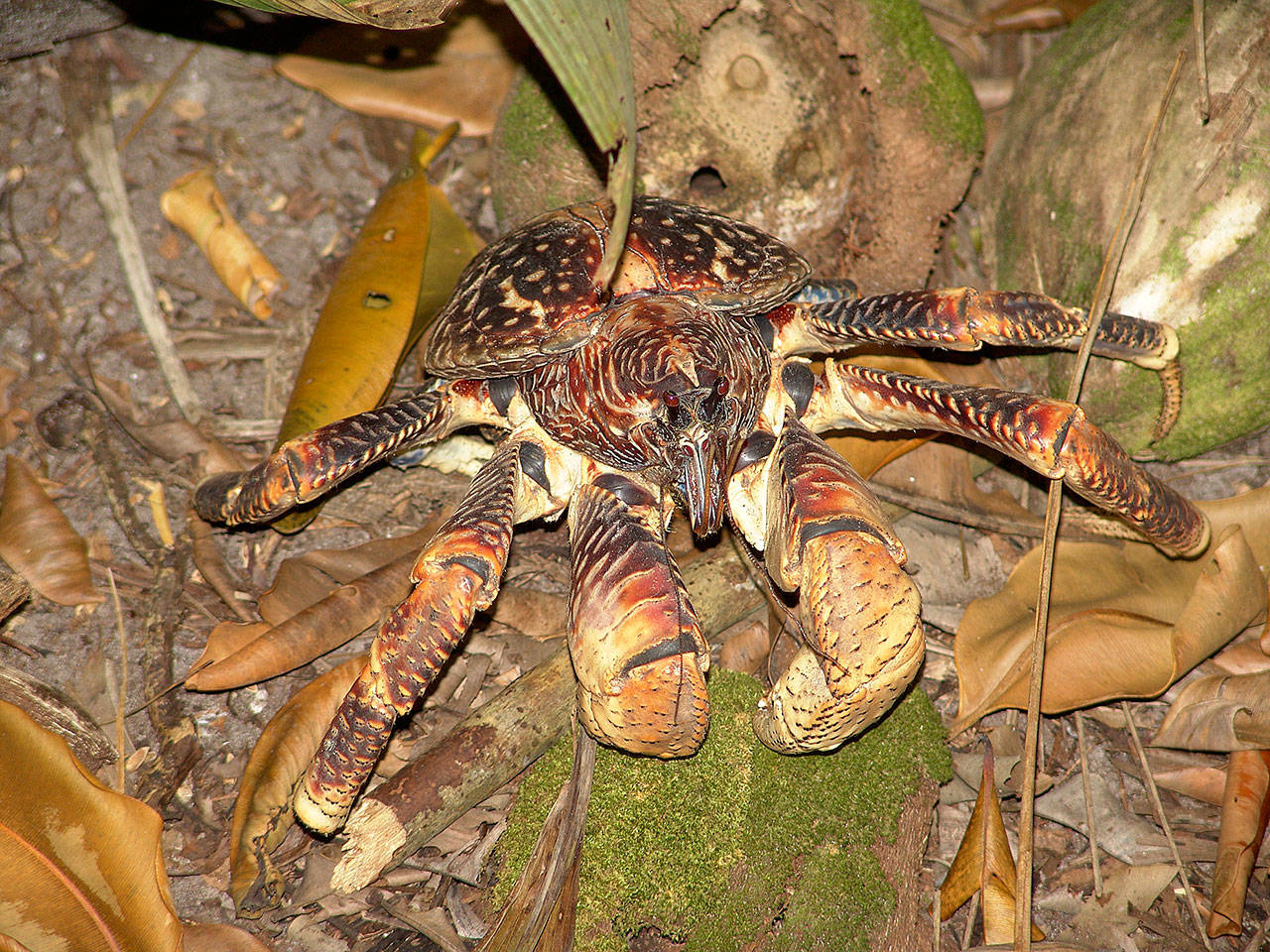 Coconut crabs can grow up to 3 feet — and hunt birds
