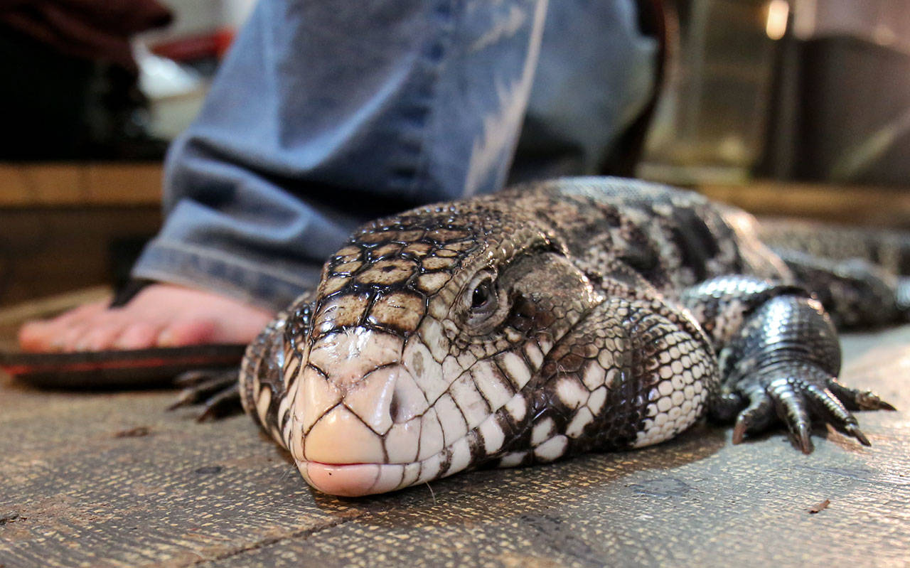 Reptile store discount