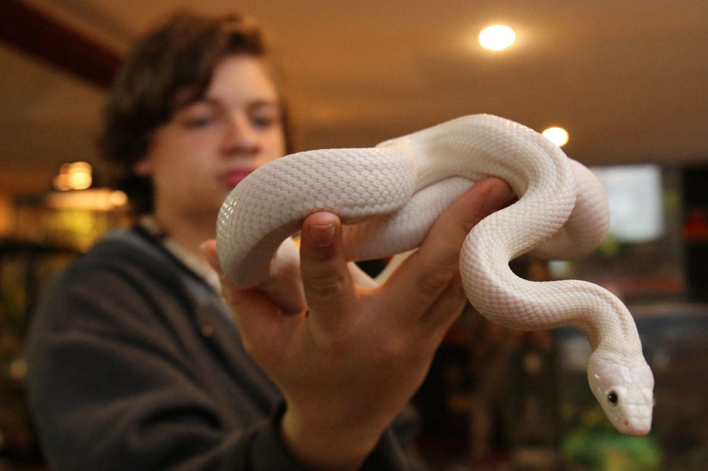 Jameson Zmuda, a volunteer at Arlington Reptiles, holds a leucistic Texas rat snake. (Kevin Clark / The Herald)
