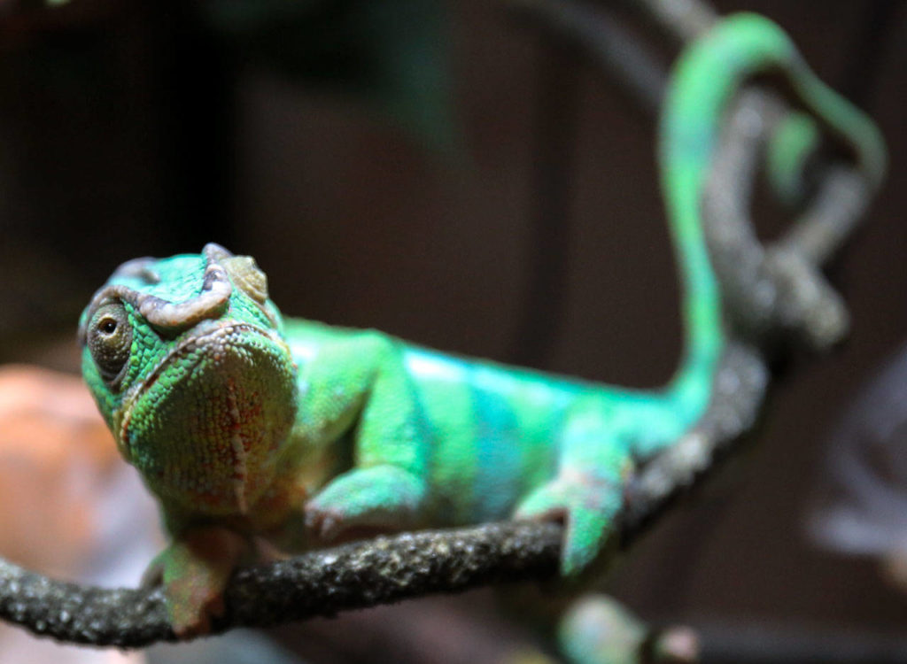 A panther chameleon basks in the light at Arlington Reptiles. (Kevin Clark / The Herald)
