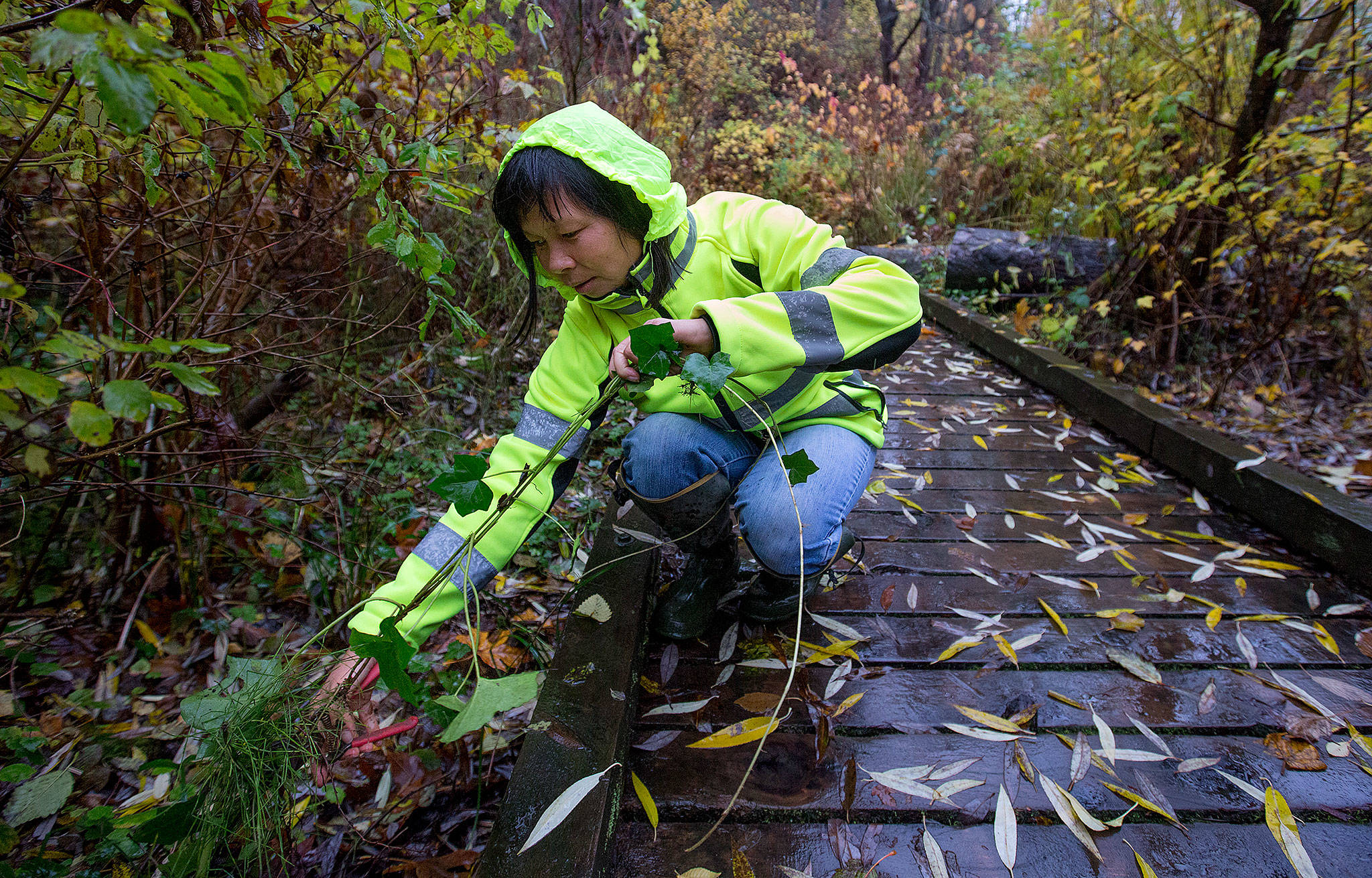 Geraldine Saw, a Snohomish County Noxious Weed Control Board coordinator, cuts a sample of Atlantic ivy from the Forgotten Creek Natural Area on Tuesday in Everett. (Andy Bronson / The Herald)