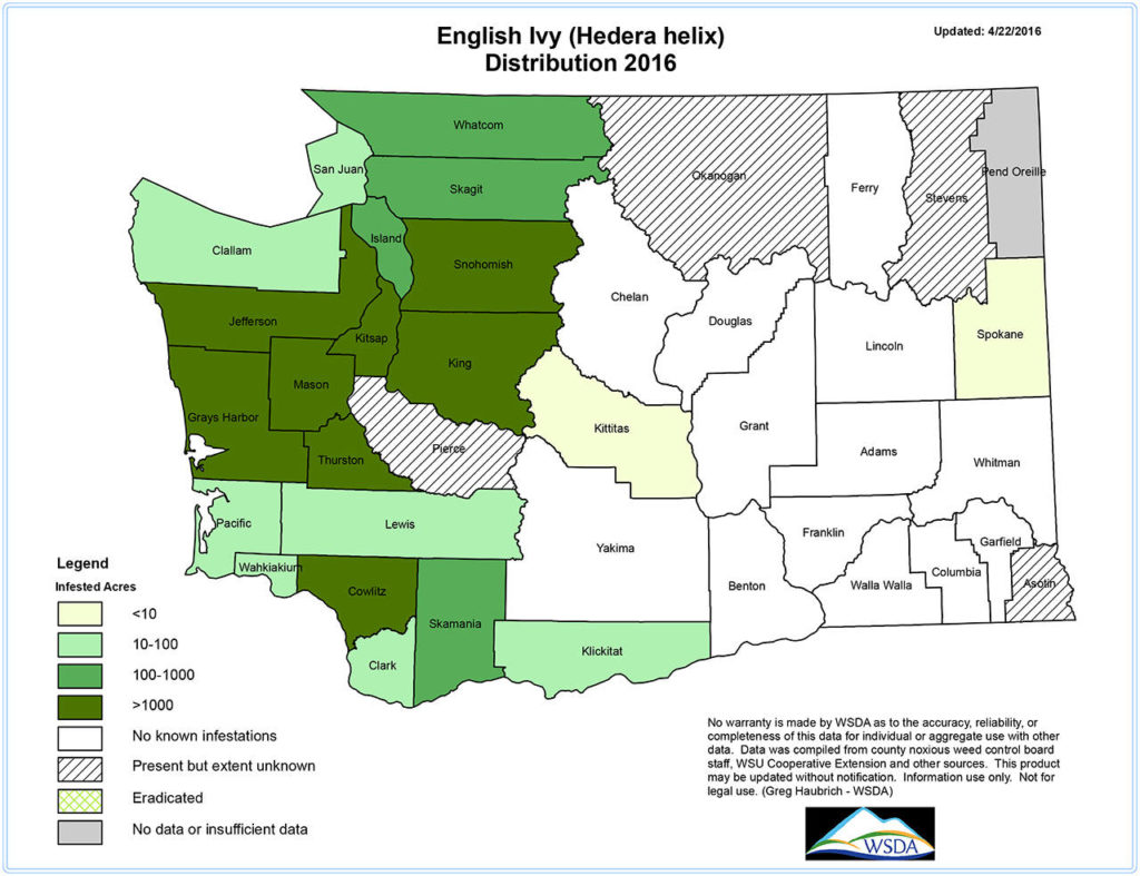 A Washington State Noxious Weed Control Board map shows estimated levels of invasive ivy statewide. (Washington State Noxious Weed Control Board)
