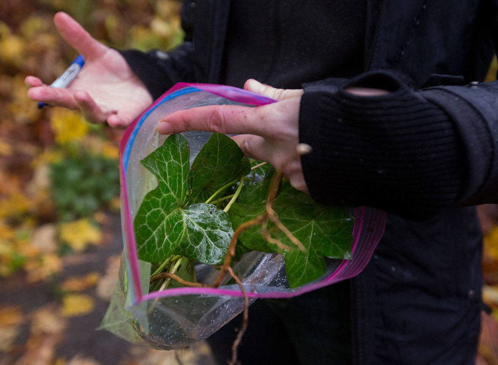 Wendy DesCamp, an education specialist with the Washington State Noxious Weed Control Board, holds a sample of Atlantic ivy from the Forgotten Creek Natural Area on Tuesday in Everett. (Andy Bronson / The Herald)
