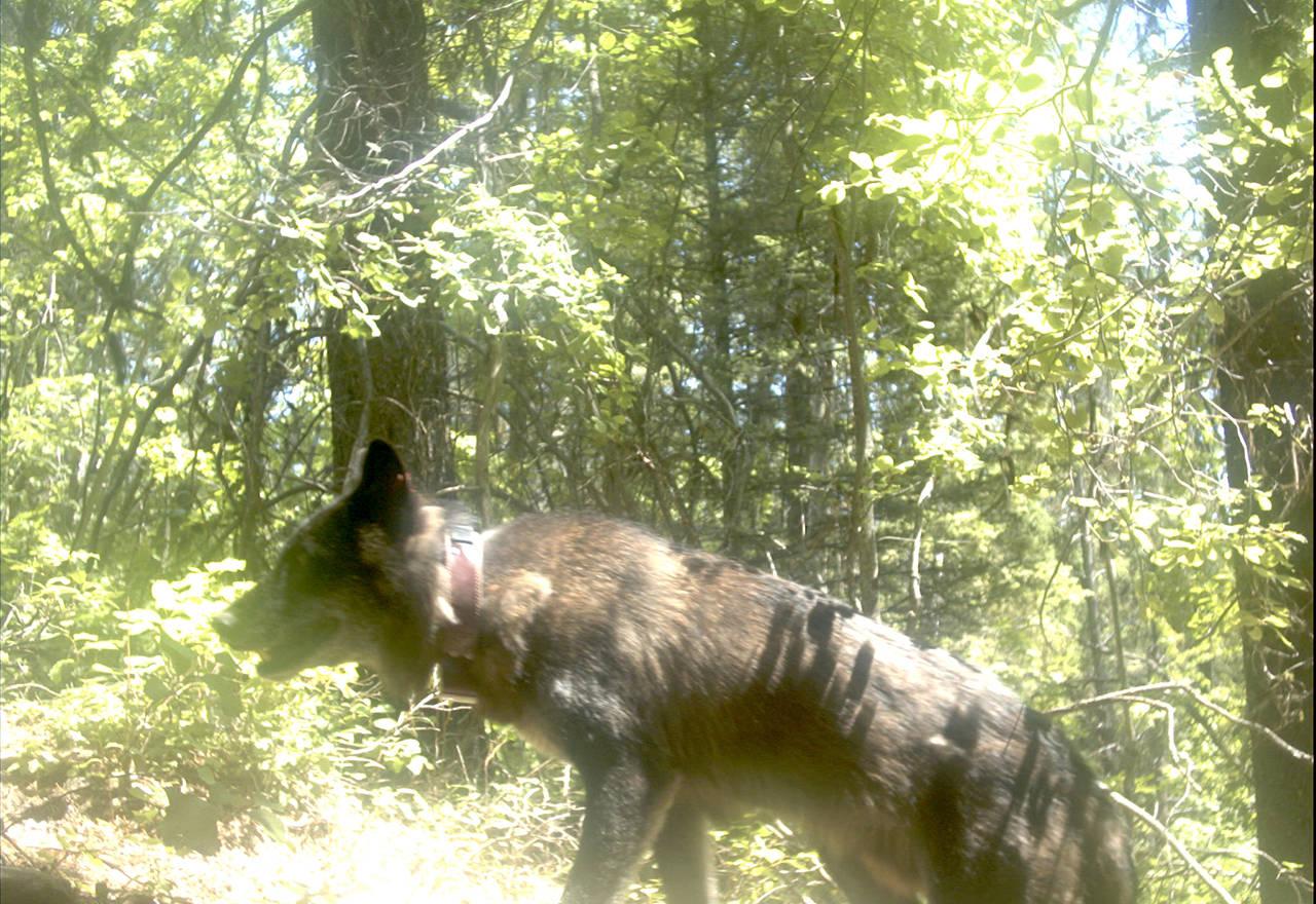 A wolf in the Kettle River Mountain Range in summer 2016. (Citizen Wildlife Monitoring Project/Conservation Northwest)