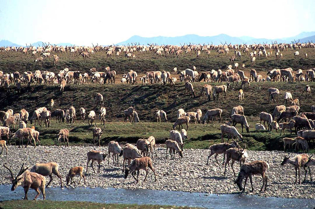 In this undated photo, caribou from the Porcupine Caribou Herd migrate onto the coastal plain of the Arctic National Wildlife Refuge in northeast Alaska. (U.S. Fish and Wildlife Service via AP)