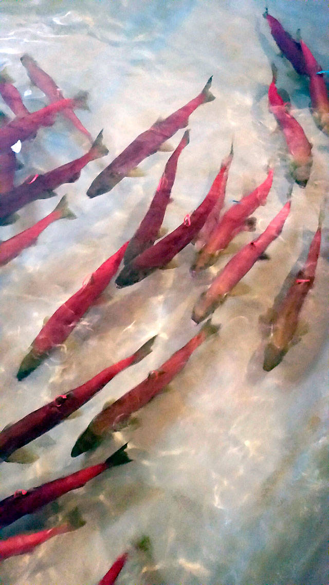 Experts Idaho hatchery built to save salmon is killing them